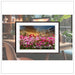 Cosmos Flowers