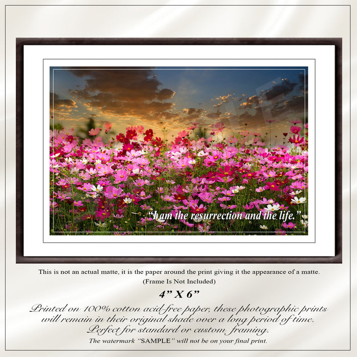 Cosmos Flowers