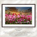 Cosmos Flowers