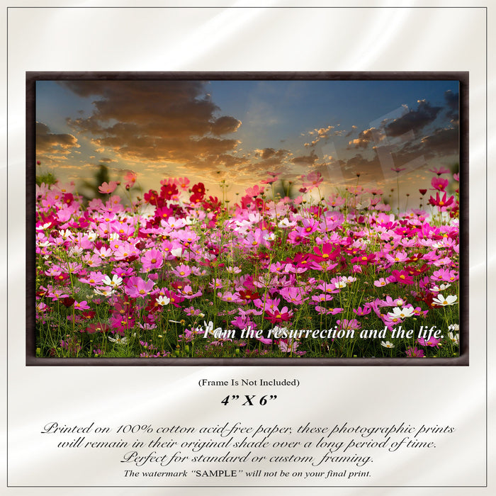 Cosmos Flowers