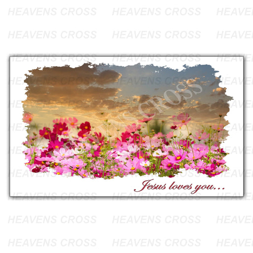 Cosmos Flowers Post Card