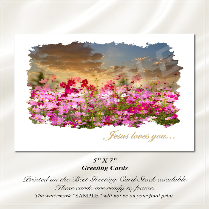 Cosmos Flowers