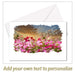 Cosmos Flowers