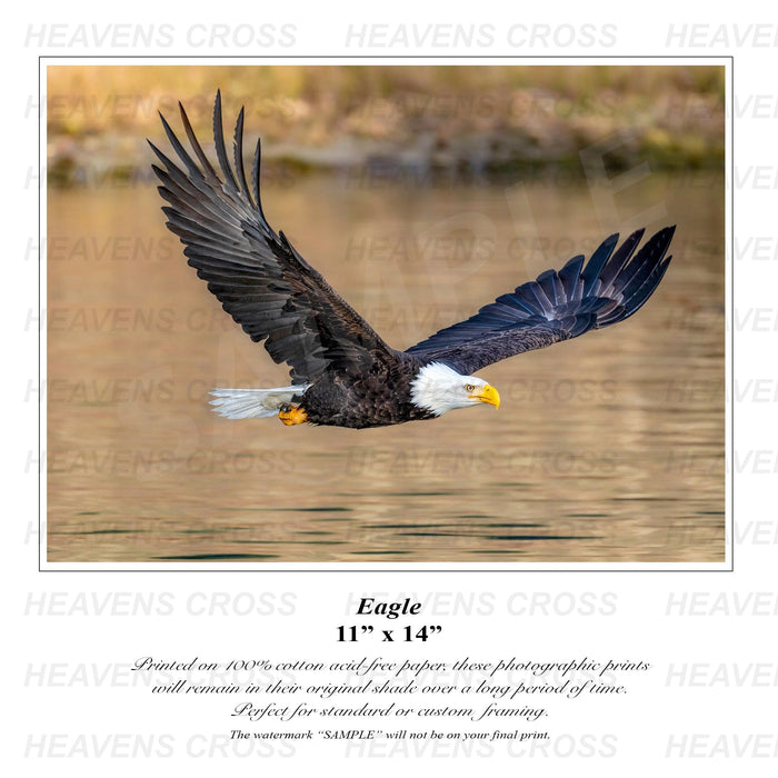 Eagle