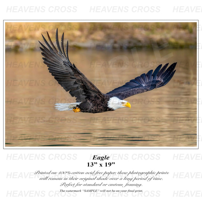 Eagle