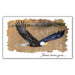 Eagle Post Card